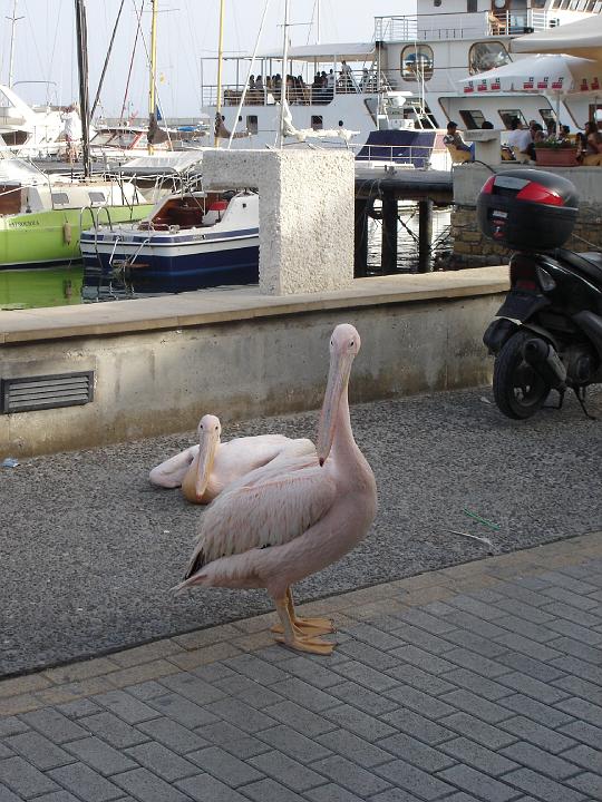 DSC02919 - Pafos Hafen